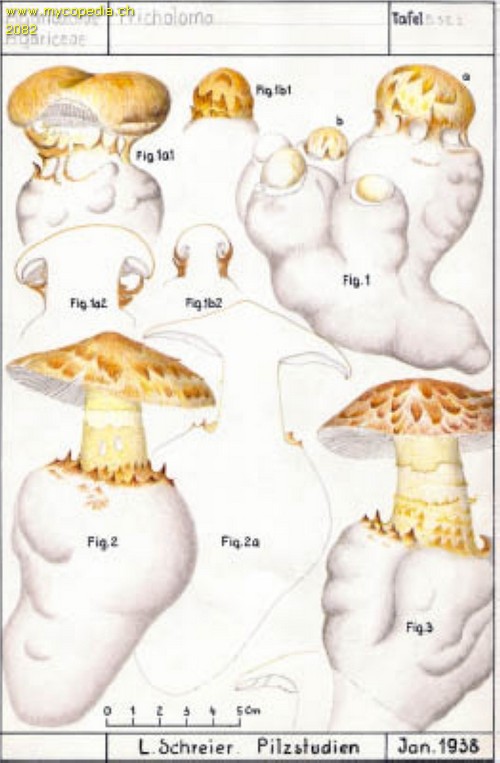 Squamanita schreieri - 