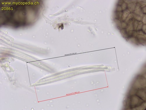 Plagiosphaera - 