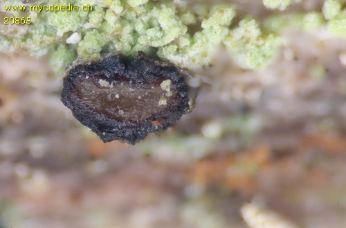 Pseudographis rufonigra - 