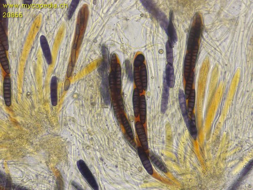 Pseudographis rufonigra - 
