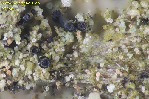 Sphinctrina leucopoda - 