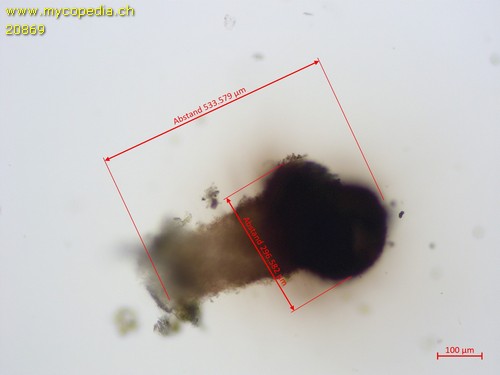 Sphinctrina leucopoda - 