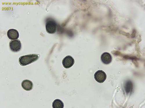 Sphinctrina leucopoda - Spore/n - Wasser  - 