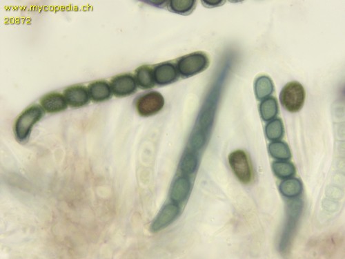 Sphinctrina leucopoda - 