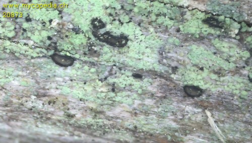 Pseudographis rufonigra - 