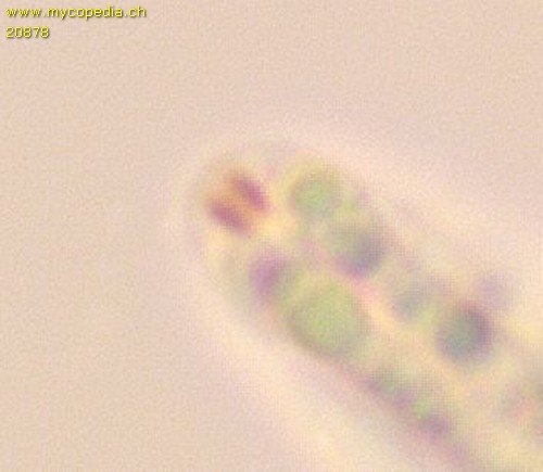Plagiosphaera - 