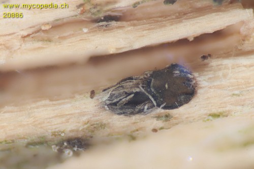 Mellitiosporium propolidoides - 