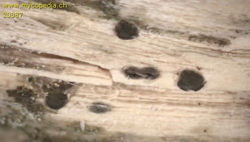 Mellitiosporium propolidoides - 