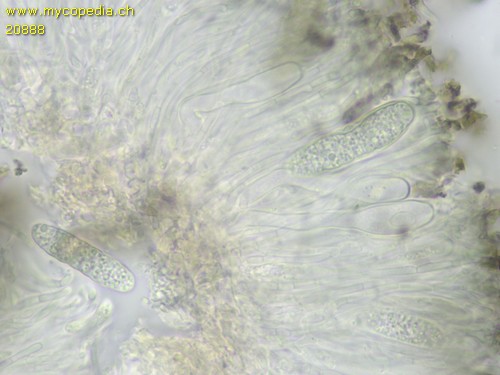 Mellitiosporium propolidoides - 