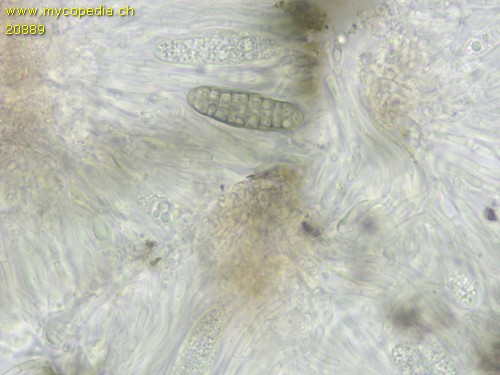 Mellitiosporium propolidoides - 