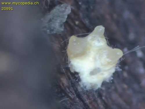 Neobarya parasitica - 