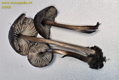 Hydropus atramentosus - 