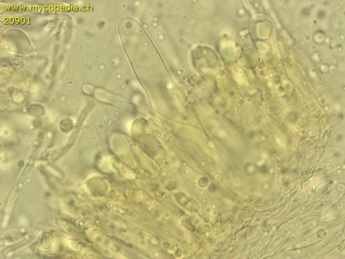 Hydropus atramentosus - 