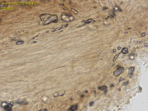 Hydropus atramentosus - HDS - 