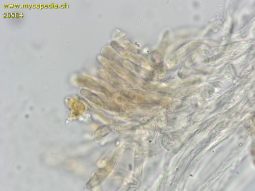 Hydropus atramentosus - Kaulozystiden - 