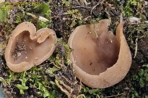 Peziza pseudogranularis - 