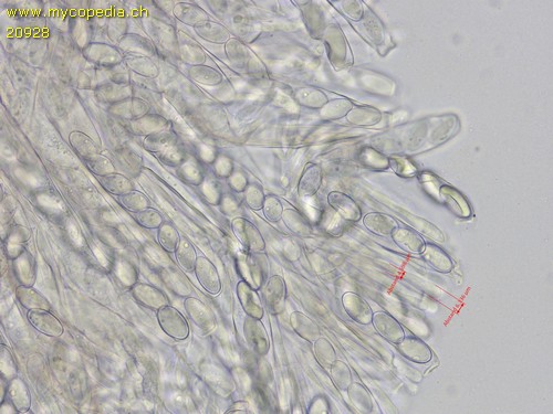 Peziza pseudogranularis - 