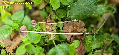 Psathyrella microrhiza - 