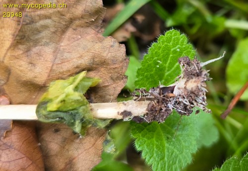 Psathyrella microrhiza - 