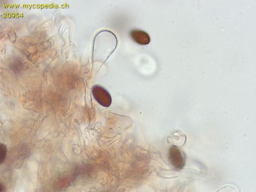 Psathyrella microrhiza - Parazystide - 