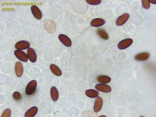 Psathyrella microrhiza - Spore/n - 