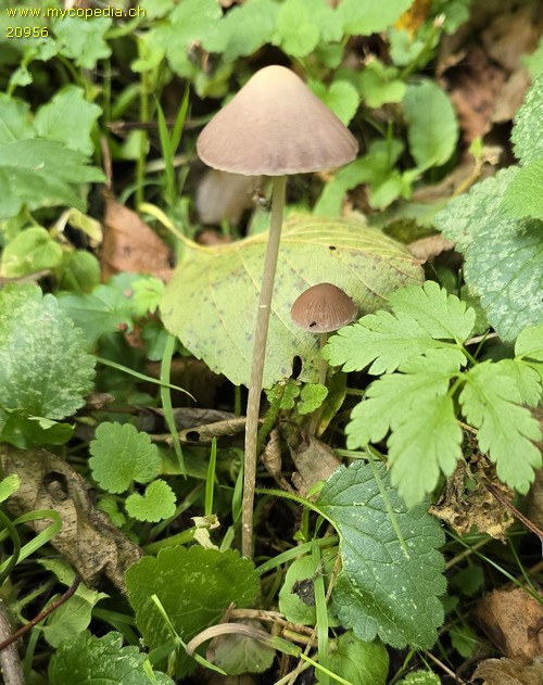 Psathyrella microrhiza - 