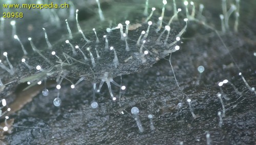 Mucor mucedo - 