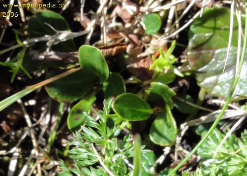 Salix herbacea - 