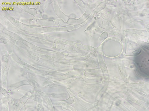 Clitocybe subbulbipes - 