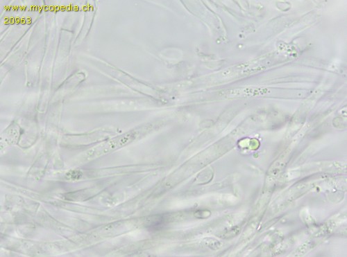 Clitocybe subbulbipes - Huthaut - 
