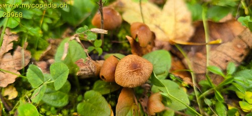 Conocybe moseri - 