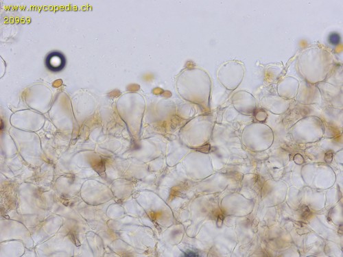 Conocybe moseri - HDS - 