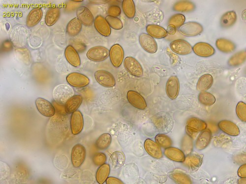 Conocybe moseri - Spore/n - 