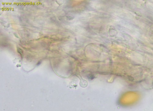 Conocybe moseri - 
