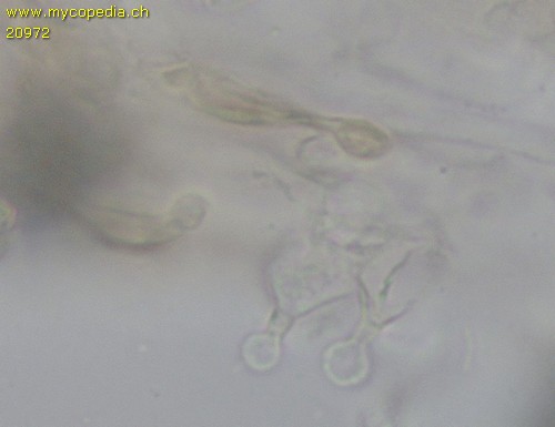 Conocybe moseri - 