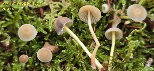 Mycena splendidipes - 
