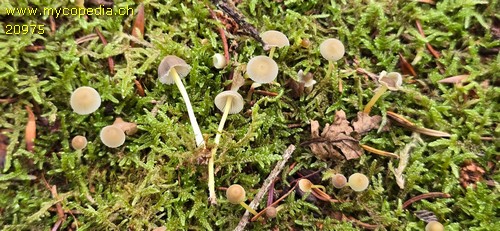 Mycena splendidipes - 