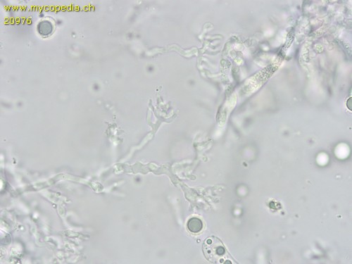Mycena splendidipes - Cheilozystiden - Wasser  - 