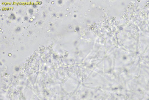 Mycena splendidipes - HDS - Wasser  - 