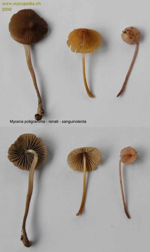 Mycena renati - 