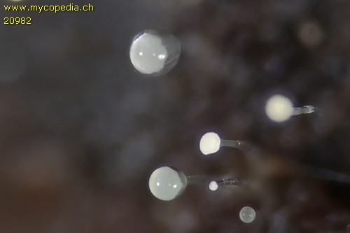 Mucor mucedo - 
