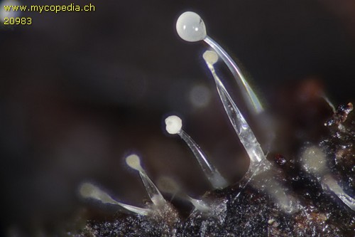 Mucor mucedo - 