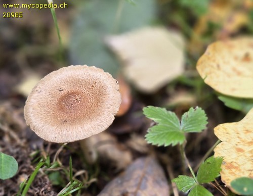 Inocybe flocculosa var. flocculosa - 