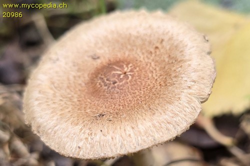 Inocybe flocculosa var. flocculosa - 