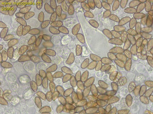 Inocybe flocculosa var. flocculosa - Spore/n - 