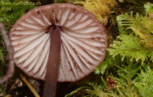 Mycena sanguinolenta - 