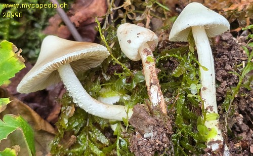 Inocybe geophylla - 