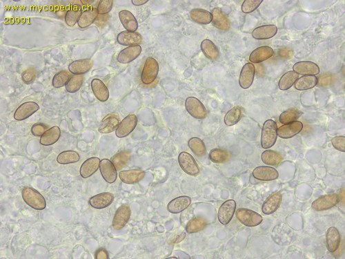 Inocybe geophylla - 