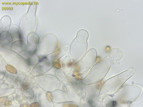 Inocybe geophylla - Cheilozystiden - 