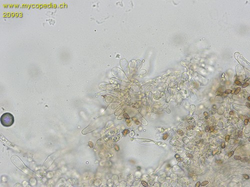 Inocybe geophylla - 